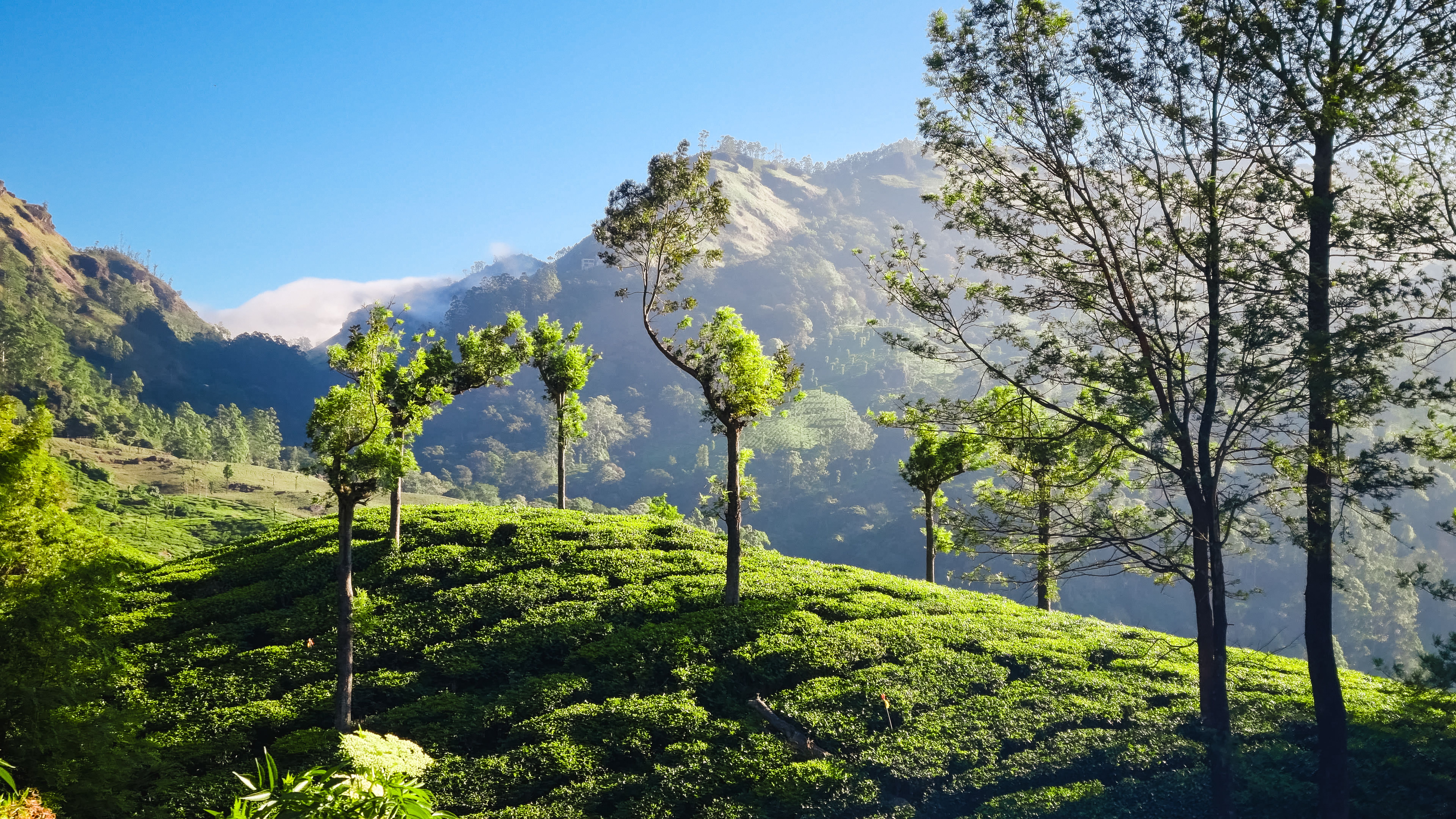 Nuwara Eliya